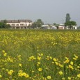 visite didattiche alla azienda agricola grana d'oro e al caseificio con produzione di parmigiano reggiano vacche rosse