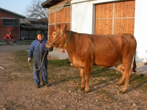 Matteo Catellani con un esemplare di vacca rossa