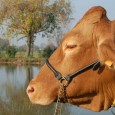razza bovina reggiana, vacca rossa, vacche rosse