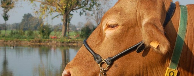 razza bovina reggiana, vacca rossa, vacche rosse