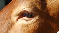 Domenica 27 marzo 2011 si è svolta La Fiera del Bue Grasso, l’appuntamento annuale più importante e più atteso dai cittadini di Cavriago. Grana d’Oro si è aggiudicata il primo...