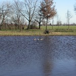 il-lago-2 grana-d'oro-vacche-rosse-razza-reggiana