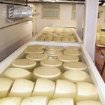Produzione Parmigiano Reggiano Produzione Parmigiano Reggiano, la salatura
