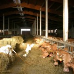 La stalla della fattoria La stalla delle vacche rosse Grana d'Oro