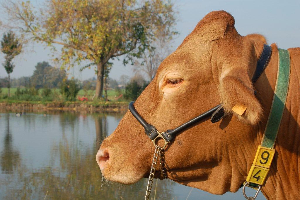Vacca razza reggiana - Grana d'Oro