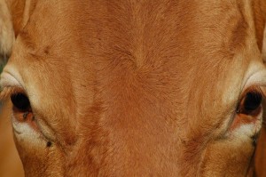 Vacca razza reggiana - Grana d'Oro