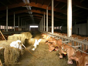 La stalla delle vacche rosse Grana d'Oro