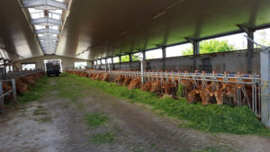 Vacche rosse razza reggiana la stalla, Grana d'Oro Parmigiano Reggiano, Cavriago